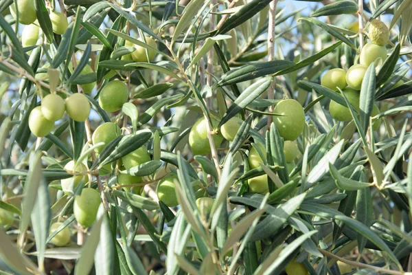 Ελιές Φυτικές Τροφές — Φωτογραφία Αρχείου