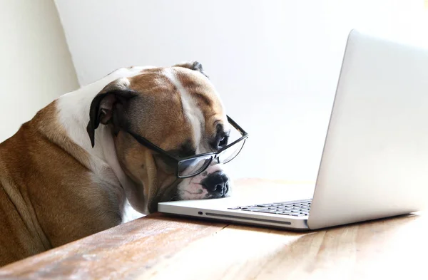 Собака Сидит Перед Компьютером — стоковое фото