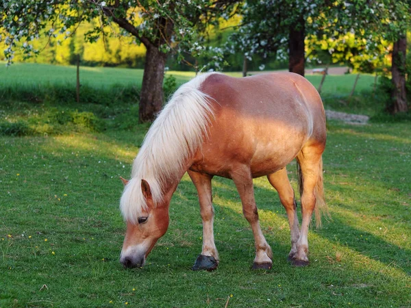 Malebný Pohled Krajinu Selektivní Zaměření — Stock fotografie