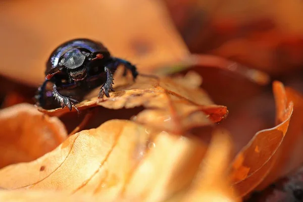 Portrait Forest Dung Beetle Anoplotrupes Stercorosus Autumn Foliage — 스톡 사진