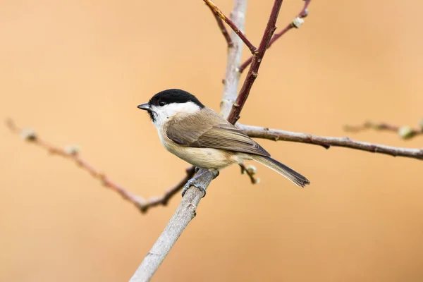 Photo Thème Oiseau Pittoresque — Photo