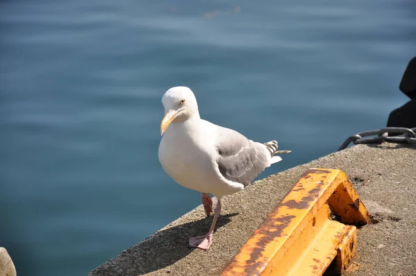 Mouette Port Svolvaer Norway — Photo