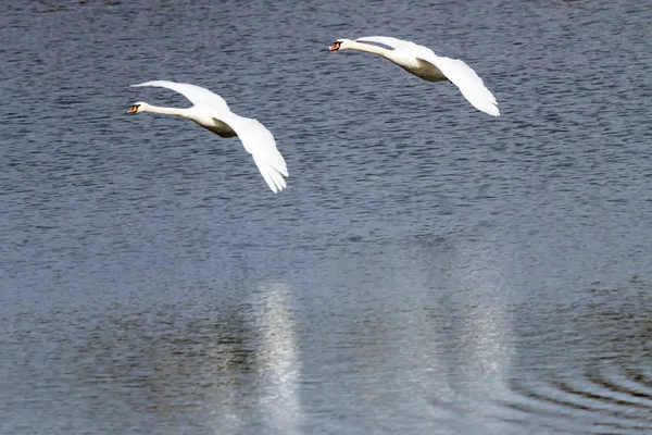 Höckerschwäne Fliegen Über Einen Teich Rhöckerschwäne Fliegen Über Einen Teich — Stockfoto