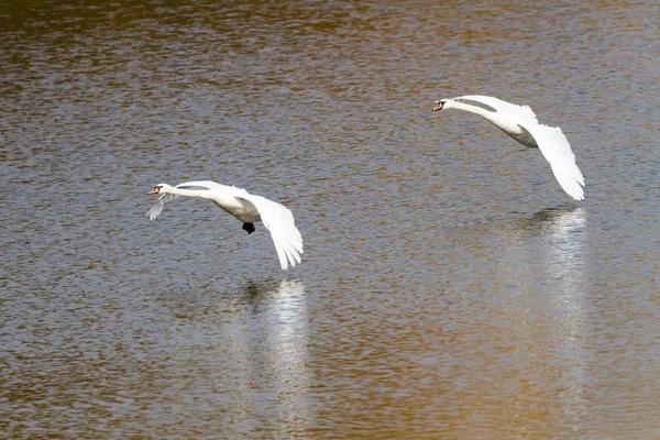 Gölün Üzerinde Uçan Dilsiz Kuğular Rmute Kuğular Bir Göletin Üzerinde — Stok fotoğraf