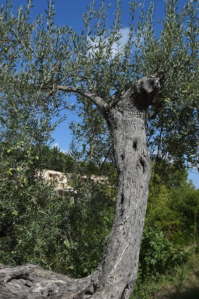 Rapallo Liguria Italia —  Fotos de Stock