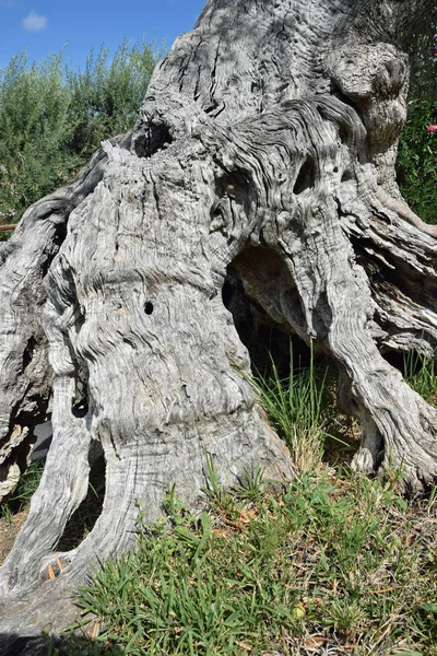 Оливковое Дерево Флора Природы — стоковое фото