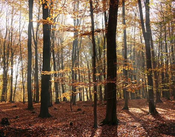 Outono Floresta — Fotografia de Stock