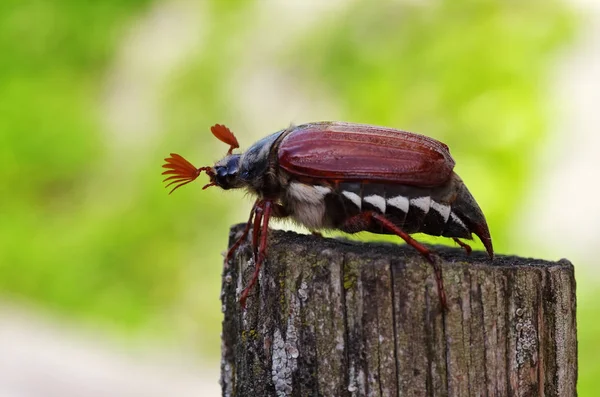 Fechar Marrom Enorme Cockchafer — Fotografia de Stock