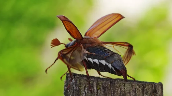 Uma Borboleta Jardim — Fotografia de Stock