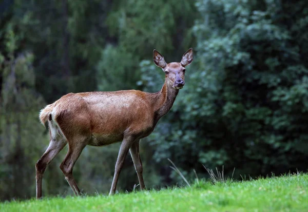 Female Red Deer Forest Clearing — Stock Photo, Image