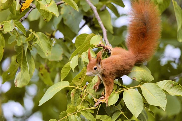 Fauna Animal Ardilla Naturaleza Ardilla Esponjosa — Foto de Stock