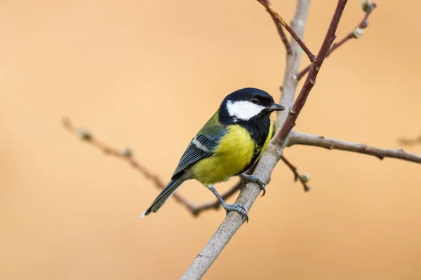 Tit Perched Branch Rgreat Tit Sitting Branch — Fotografia de Stock