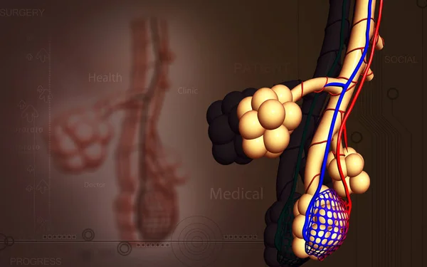 Digital Illustration Alveoli Färg Bakgrund — Stockfoto