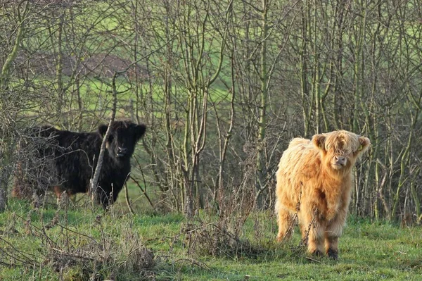 Zwei Schottische Hochlandkalber — Stockfoto