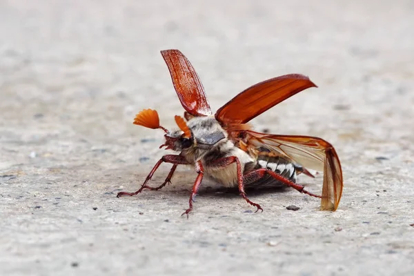 Μακροσκοπική Λήψη Κόκκινου Μυρμηγκιού — Φωτογραφία Αρχείου