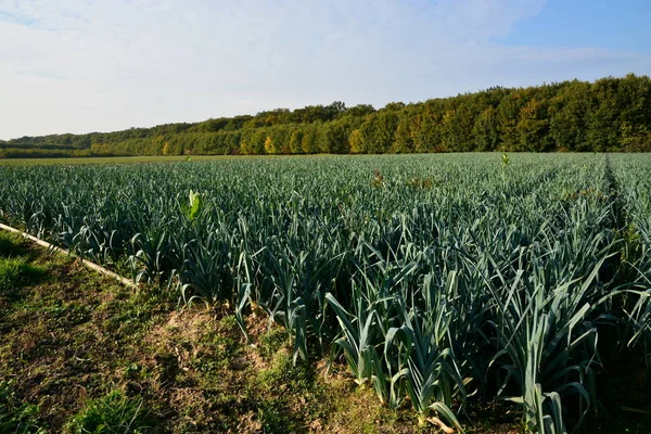 Agriculture Champ Terres Agricoles — Photo