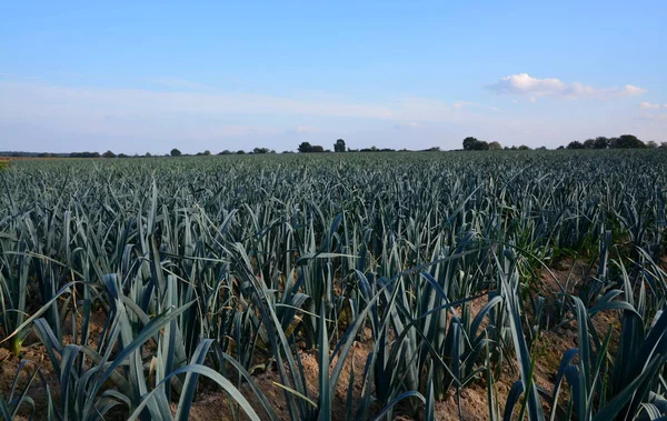 Naturskön Utsikt Över Landsbygden Selektivt Fokus — Stockfoto