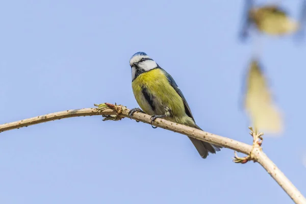 Blue Tit Looking Food — Stock Photo, Image