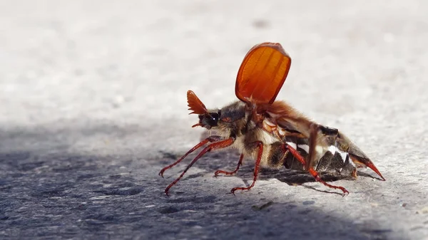 Käfer Mit Gefalteten Flügeln — Stockfoto
