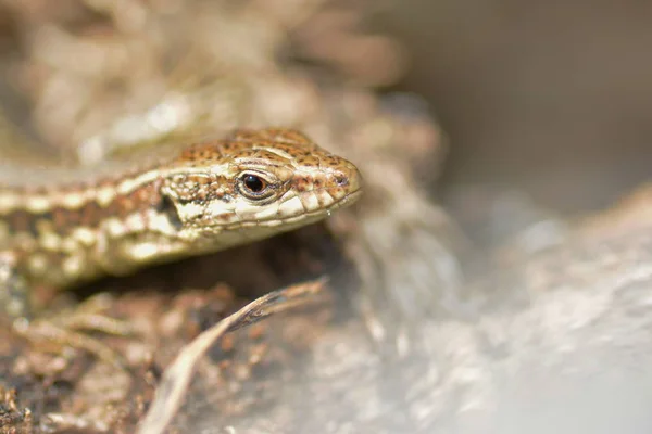 Primer Plano Lagarto Hábitat Concepto Salvajismo — Foto de Stock