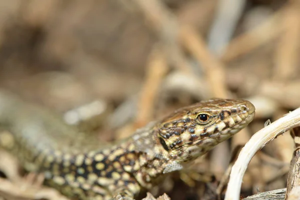 Perto Lagarto Habitat Conceito Selvageria — Fotografia de Stock