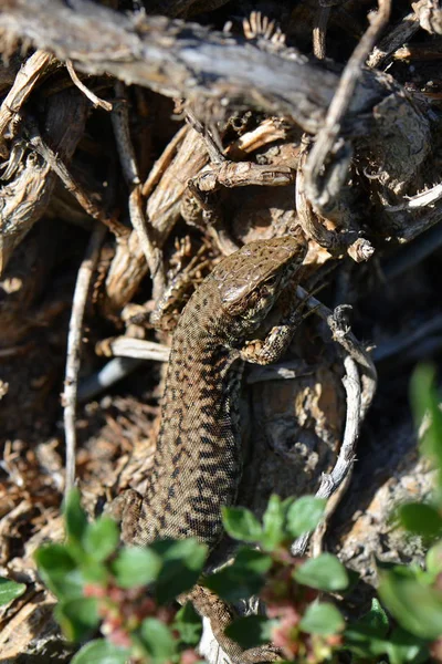 Perto Lagarto Habitat Conceito Selvageria — Fotografia de Stock