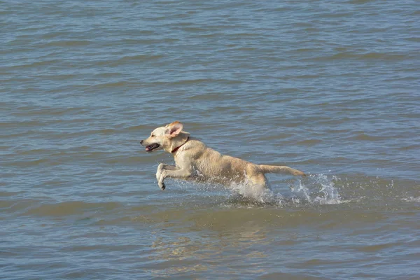 Golden Retriever Hund Som Springer Stranden — Stockfoto