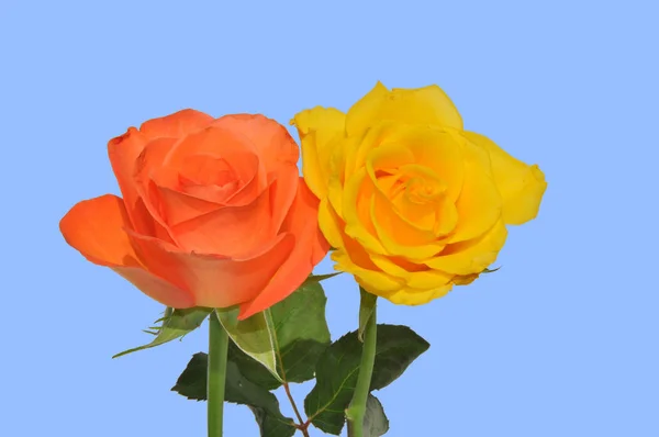 two roses,orange and yellow,against a light blue background