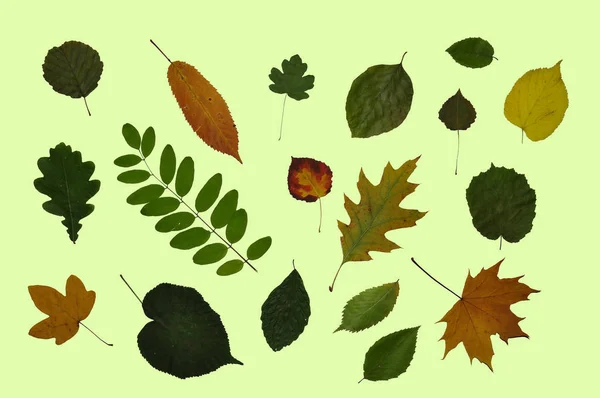 Fall Leaves Front Light Green Background — Stock Photo, Image