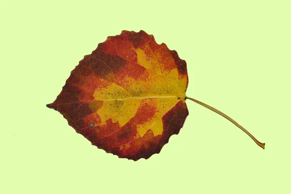 Poplar Leaf Red Yellow Autumn Light Green Background — Stock Photo, Image