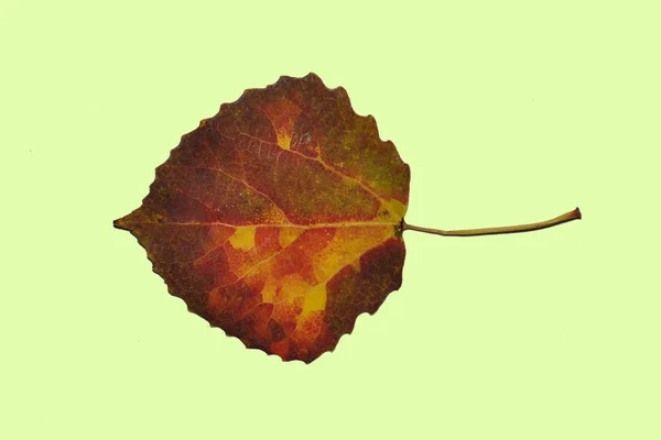 Tomlar Leaf Red Yellow Autumn Light Green Background — стоковое фото