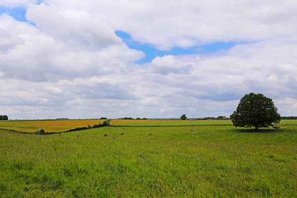 Agrarlandschaft Nordwesten Frankreichs — Stockfoto