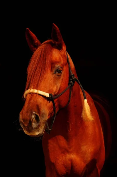 Holstein Portretten Pony Paard Vos Bruin Licht — Stockfoto
