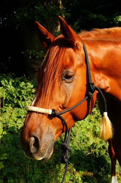 Bonito Cavalo Selvagem Natureza — Fotografia de Stock