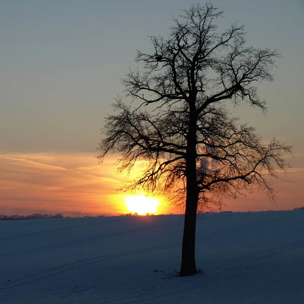 Árbol Solitario Hora Azul — Foto de Stock