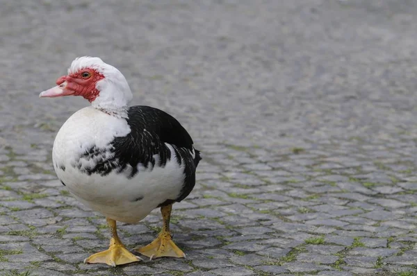 Malebný Pohled Krásného Ptáka Přírodě — Stock fotografie