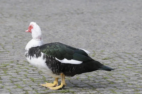 Blick Auf Schöne Vögel Der Natur — Stockfoto