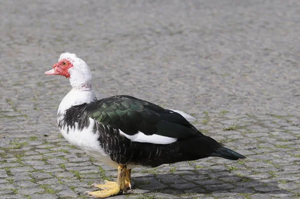 Doğadaki Güzel Papağanın Manzarası — Stok fotoğraf