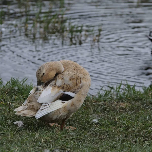 Enten Und Gänse Freier Natur — Stockfoto