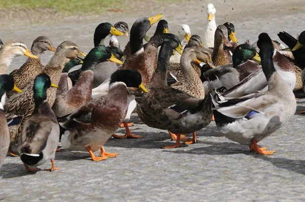 Ducks Geese Free Nature — Stock Photo, Image