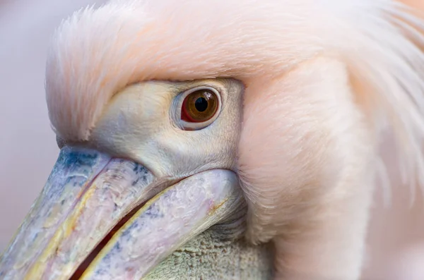 Close Pelicano Com Olhos Âmbar Que Olhou Para Olhos Espectador — Fotografia de Stock