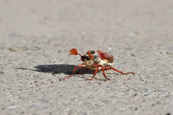 Κλείσιμο Του Καφέ Τεράστιο Cockchafer — Φωτογραφία Αρχείου