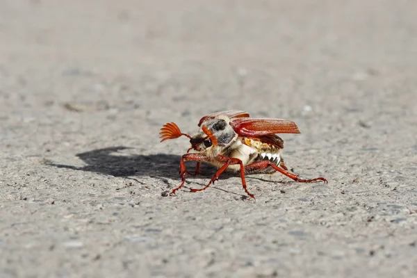 Ένα Κόκκινο Μυρμήγκι Στο Έδαφος — Φωτογραφία Αρχείου