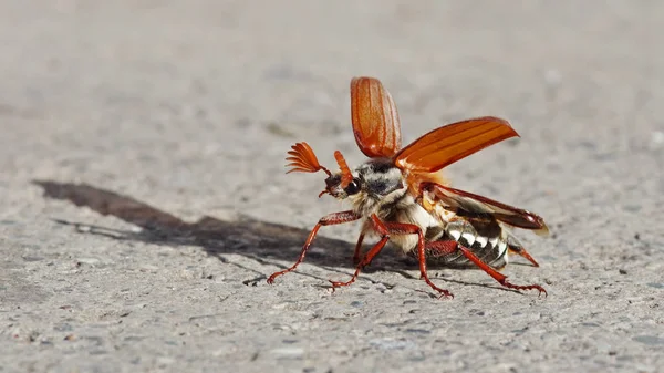 Una Macro Toma Una Mosca Sobre Árbol — Foto de Stock