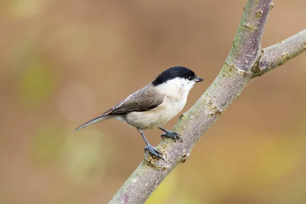 Marsh Tit Sitting Branch Rmarsh Tit Sitting Branch — Stok fotoğraf