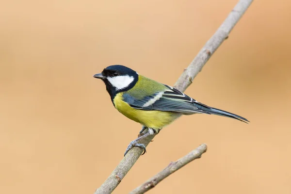 Tit Sitting Branch Rgreat Tit Sitting Branch — Foto de Stock