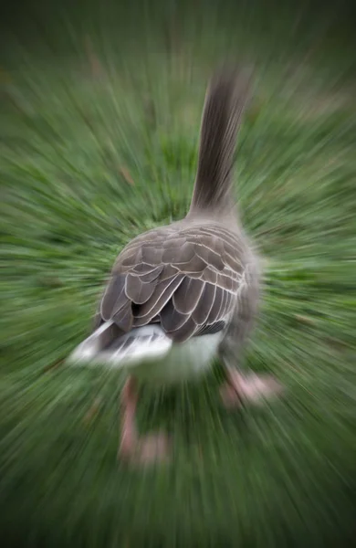 Goose Runs Away Quickly — Stock Photo, Image