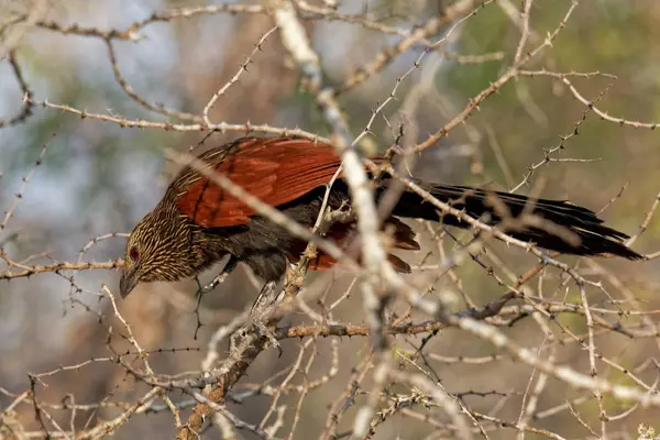 Observación Aves Lindo Pájaro Naturaleza Salvaje — Foto de Stock