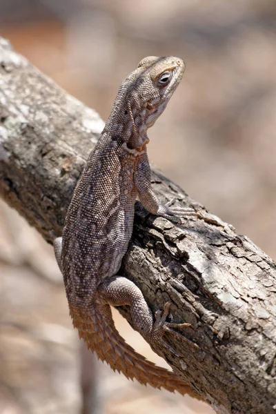 Exotisches Tier Leguaneidechse — Stockfoto