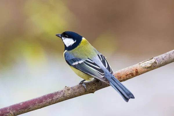 Tit Sitting Branch Rgreat Tit Sitting Branch — Photo